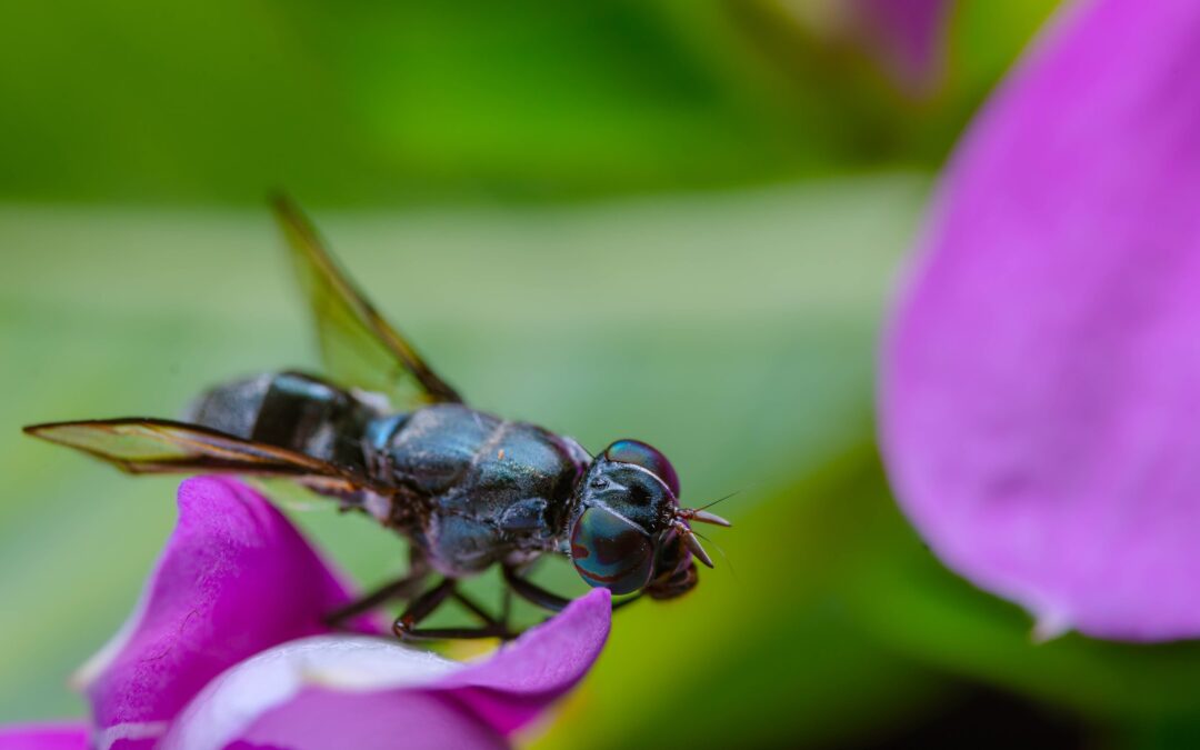 There’s a Black Fly You Might Actually Love