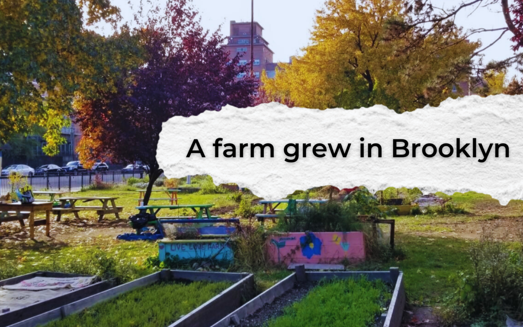 A Farm Grew in Brooklyn