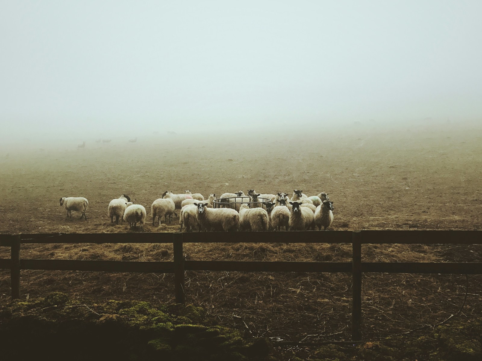 landscape photography of group of sheep on field