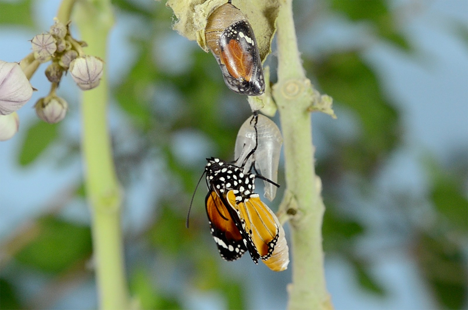 queen butterfly on leaf